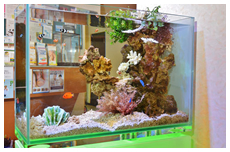 レンタルアクアリウム　幼稚園・保育園